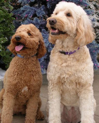 Goldendoodles love just about everyone and everything they come in contact with. Labradoodle Breed - Complete Overview