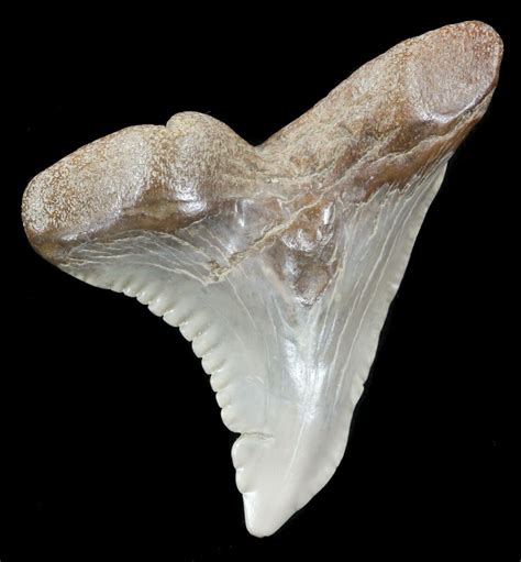 Large 147 Hemipristis Shark Tooth Fossil Virginia For Sale 53484