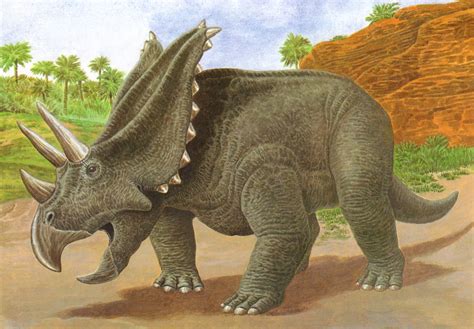 categoría ceratopsidae wiki prehistórico fandom
