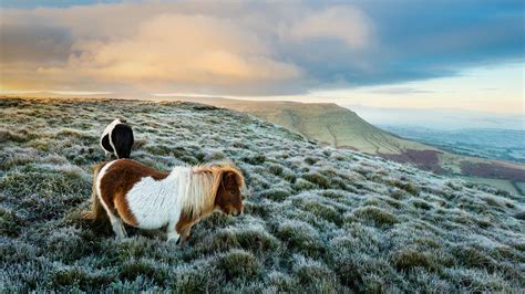 Ponies Wales Bing Wallpaper Download