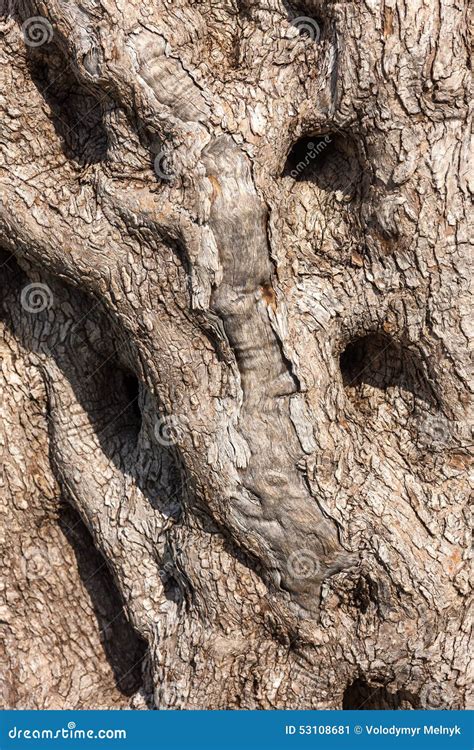 Natural Tree Bark Stock Image Image Of Structure Surface 53108681