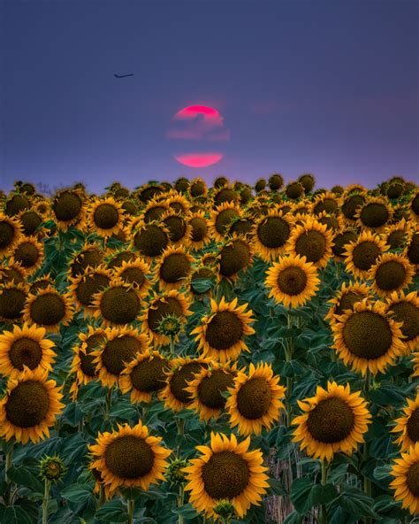 Sunflower Sunset Lars Leber Photography
