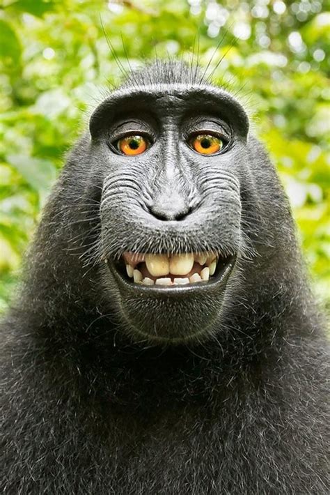 Hey Remember When This Monkey Took A Selfie All By Himself And When