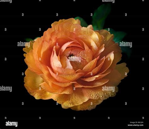 Orange Ranunculus Stock Photo Alamy