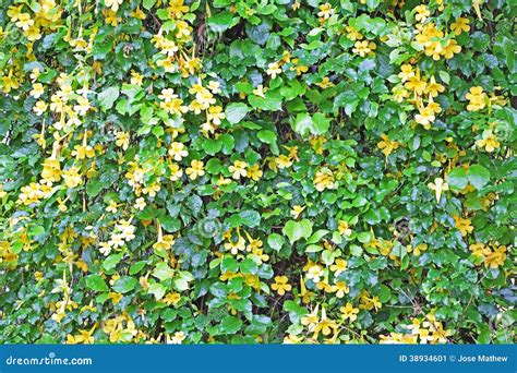 Wall Of Vine With Yellow Flowers Stock Image Image Of Wall Fresh