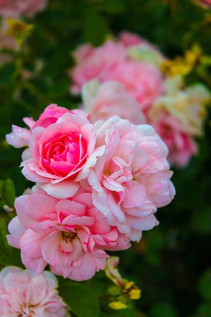 Rose Rosa Blumen Kostenloses Foto Auf Pixabay Pixabay