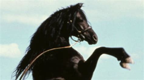 Best Photos Black Stallion Movie Trailer The Black Stallion Returns Taking The