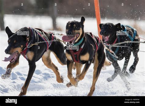 Sledding Dogs Competition Stock Photo Alamy