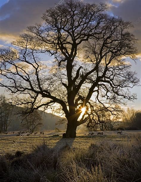 Oak Tree Quercus Sp In Winter Stock Image C0097311 Science