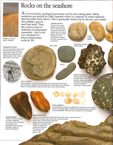 Rocks On The Seashore From Rocks And Minerals Eyewitness Rocks And