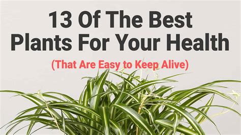 13 Of The Best Plants For Your Health That Are Easy To Keep Alive