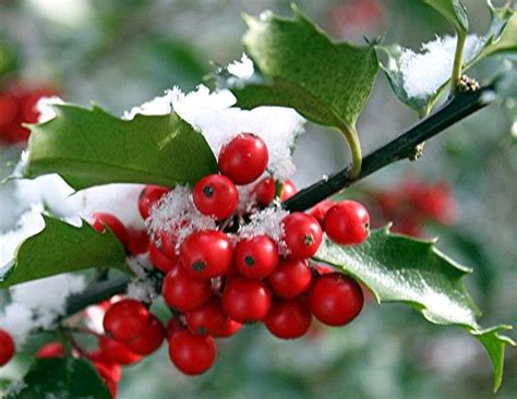 Only females bear berries, but they need males within bee range for pollination. Pin by Nosi Excelsior on Down the Garden Path | Holly tree ...