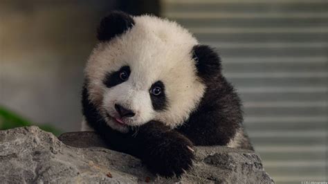 ©junger Panda Foto And Bild Tiere Tierkinder Panda Bilder Auf