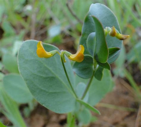 Coronilla Scorpioides Plant Biodiversity Of South Western Morocco