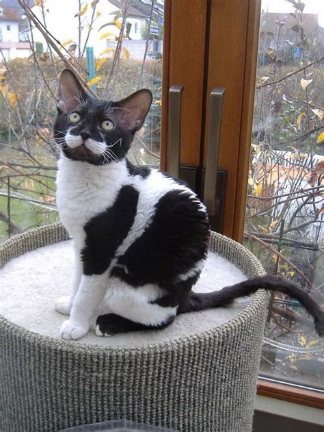 All About Tuxedo Cats Facts Personality And Behavior