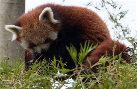 Red Panda Studing A Stick Red Pandas At Shepreth Wildlife Flickr