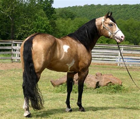 Buckskin paint horses buckskin paint horse gelding, western by horsestockphotos on. dappled buckskin Paint Quarter Horse with blue eyes | Horses