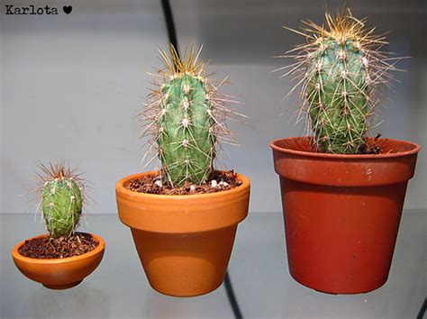 No se han marchitado por el riego, las flores de los cactus tienen normalmente un tiempo de vida más corto que otras flores (algunas duran solamente unas horas). Karlota - BJDs, dolls and miniatures: Cactus en miniatura