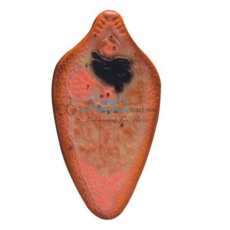 We did not find results for: Liver Fluke Model JAab
