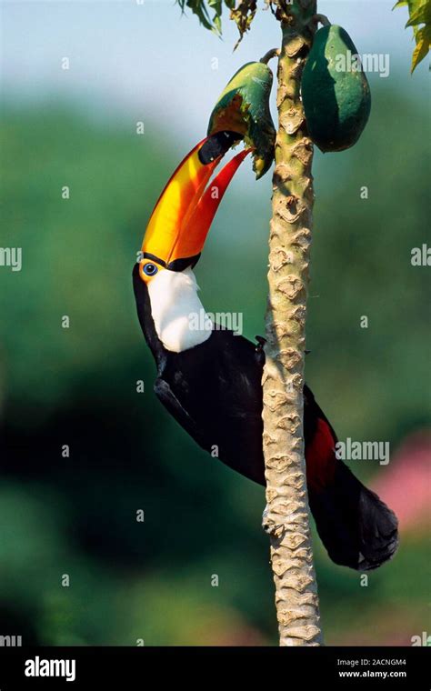 Toco Toucan Eating Fruit The Toco Toucan Ramphastos Toco Is The