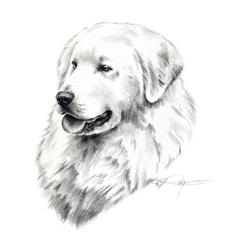 Kuvasz Dog Pencil Drawing Art Print By Artist Dj Rogers Etsy Dog