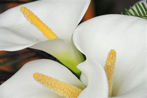 Zantedeschia Aethiopica Calla Lily