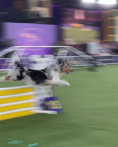 Westminster Kennel Club Dog Show 2022 Masters Agility Championship