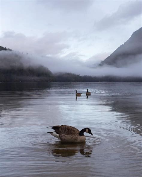 Tiffany Nguyen On Instagram Duck Duck Goose 🌫🐦 Travel Photographer