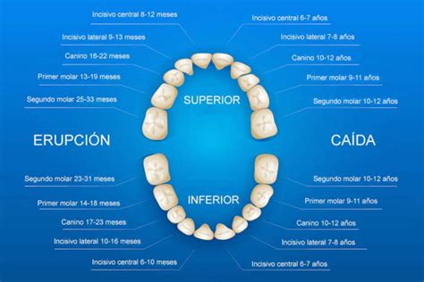 Dientes De Leche ¿cuándo Salen Y Se Caen Estos Dientes