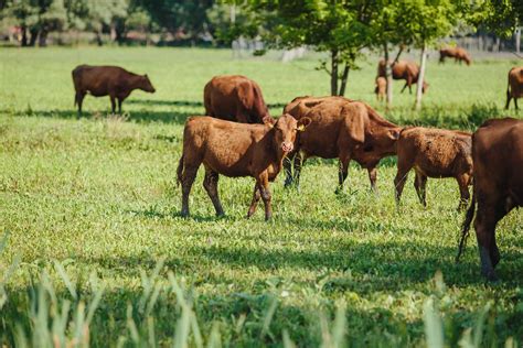 Free Picture Calf Cow Grazing Young Ranch Field Farm Rural