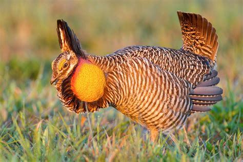 Is Atwatters Prairie Chicken Making A Comeback Injuredly