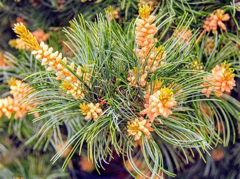 Pinus Parviflora Negishi Japanese White Pine Conifer Kingdom