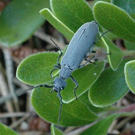 Gray Blister Beetle Epicauta Fabricii Bugguidenet