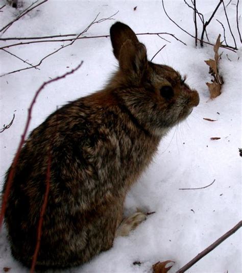 New England Cottontail Guide New York Natural Heritage Program