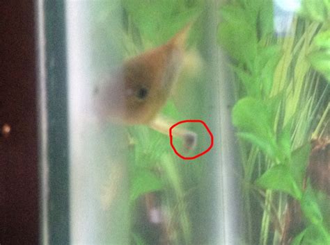 Growth On Cory Catfish Fin Freshwater Fish Disease 260330