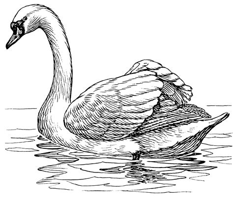 Swan Line Drawing At Explore Collection Of Swan