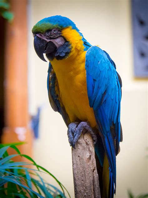 Macaw Parrot Bird Feathers Bright Hd Phone Wallpaper Peakpx