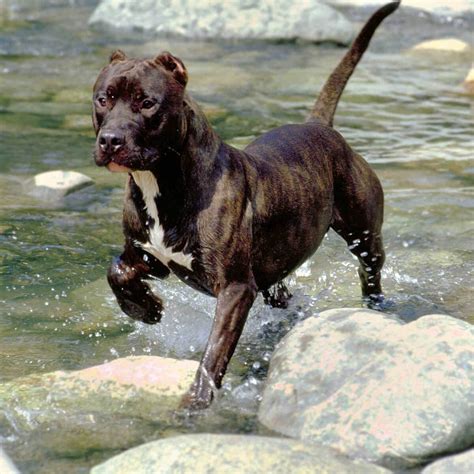 563,673 likes · 1,601 talking about this. 99+ Brindle Staffordshire Terrier - l2sanpiero