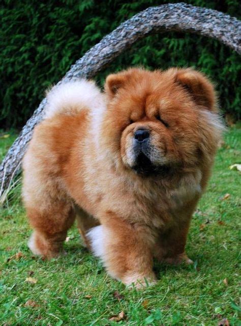 My Next Dog Brutres Mortimer Chow Chow Dogs Chow Chow Dog Puppy