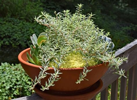 How To Grow Rosemary In Containers The Garden