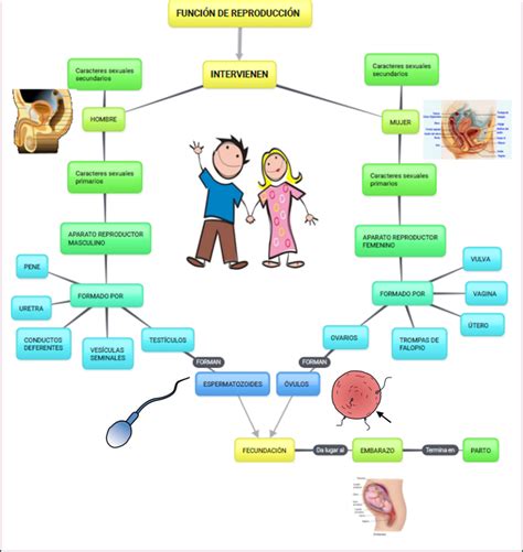 Mapa Mental Del Aparato Reproductor Femenino Y Masculino Virtual