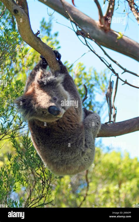 Koala Bear In The Wild In The Eucalyptus Trees On Cape Otway In