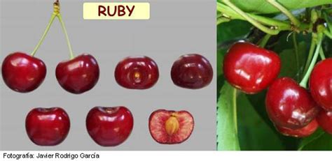 Ruby Cherry Early Ruby Variety