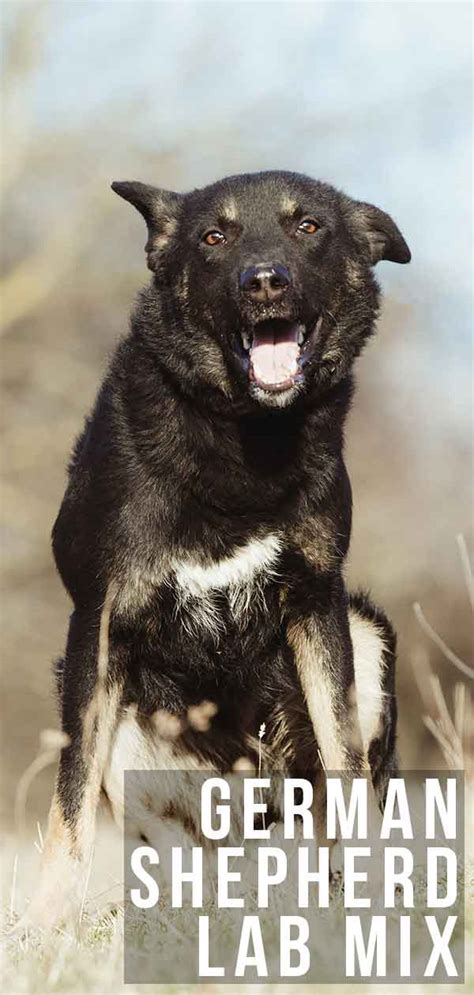 German Shepherd Lab Mix A Complete Guide To The Sheprador Lost World