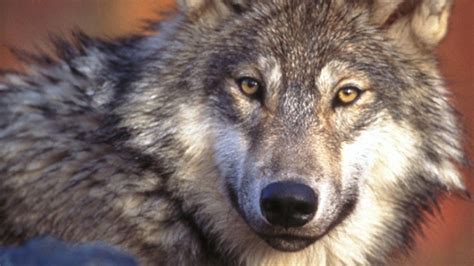 No Pelt Possible Jail For Ex Navy Officer Who Shot Wolf In Idaho Fox