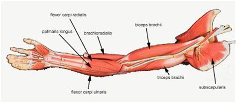 These are the pronator teres, flexor carpi radialis, palmaris longus, and flexor carpi ulnaris. DIAGRAMS: Arm Muscles Diagram | nice post | Pinterest
