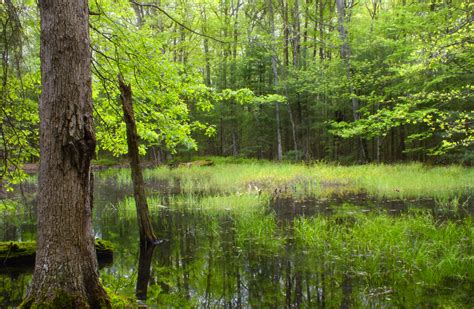 Free Images Tree Swamp Wilderness Hiking Meadow Leaf Pond