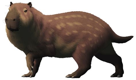 The Biggest Known Rodent Of All Time Josephoartigasia Monesi From The