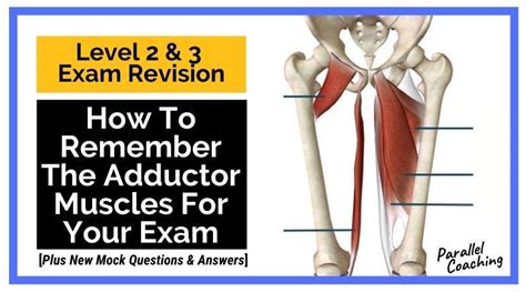 How To Remember The Adductor Muscles Parallel Coaching