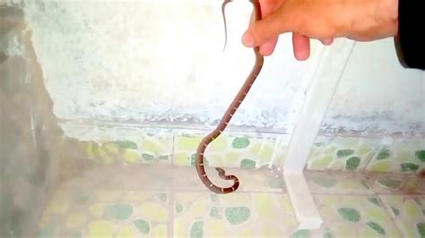 Only This Snake Is Very Expert In Climbing Walls 9822021291 Youtube